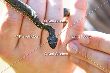 Karl-Gillebert-Couleuvre-viperine-Natrix-maura-7253