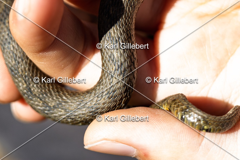 Karl-Gillebert-Couleuvre-viperine-Natrix-maura-7256.jpg