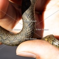 Karl-Gillebert-Couleuvre-viperine-Natrix-maura-7256