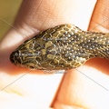Karl-Gillebert-Couleuvre-viperine-Natrix-maura-7268
