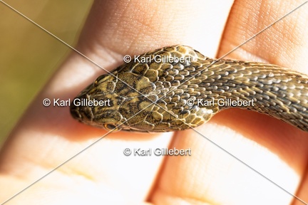 Karl-Gillebert-Couleuvre-viperine-Natrix-maura-7268