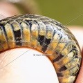 Karl-Gillebert-Couleuvre-viperine-Natrix-maura-7279