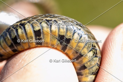 Karl-Gillebert-Couleuvre-viperine-Natrix-maura-7279