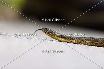 Karl-Gillebert-Couleuvre-viperine-Natrix-maura-7080