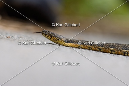Karl-Gillebert-Couleuvre-viperine-Natrix-maura-7087