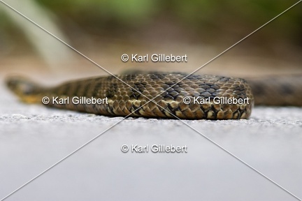 Karl-Gillebert-Couleuvre-viperine-Natrix-maura-7077