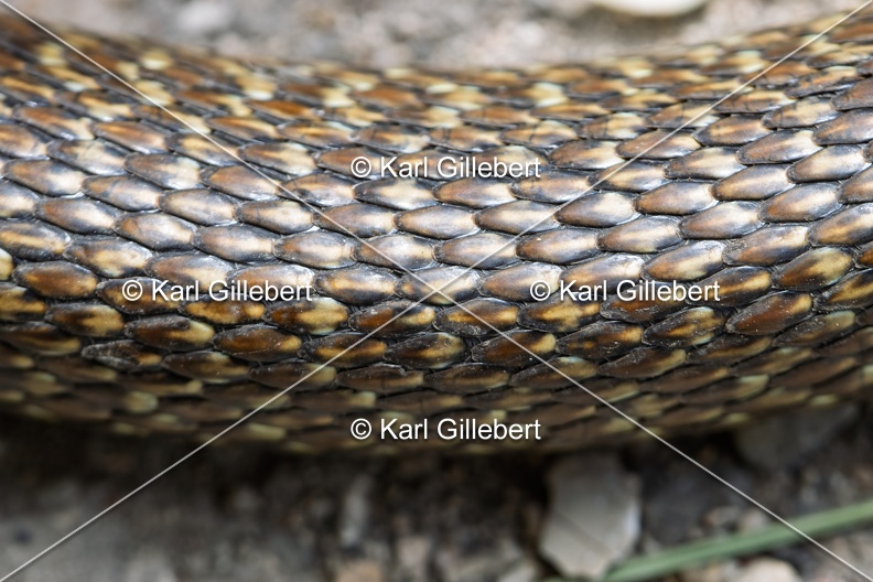 Karl-Gillebert-Couleuvre-verte et jaune-Hierophis-viridiflavus-6941-DeNoiseAI-clear.jpg