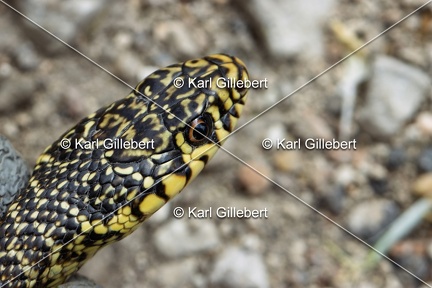 Karl-Gillebert-Couleuvre-verte et jaune-Hierophis-viridiflavus-6948-DeNoiseAI-clear