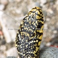 Karl-Gillebert-Couleuvre-verte et jaune-Hierophis-viridiflavus-6958-DeNoiseAI-clear