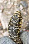 Karl-Gillebert-Couleuvre-verte et jaune-Hierophis-viridiflavus-6958-DeNoiseAI-clear
