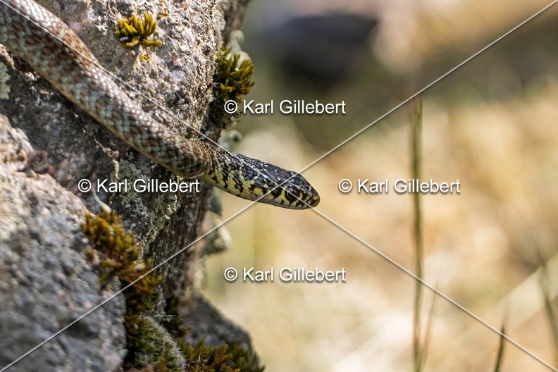 Karl-Gillebert-Couleuvre-verte et jaune-Hierophis-viridiflavus-7143-DeNoiseAI-clear.jpg