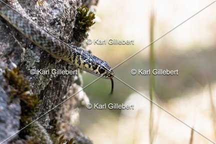 Karl-Gillebert-Couleuvre-verte et jaune-Hierophis-viridiflavus-7149-DeNoiseAI-clear
