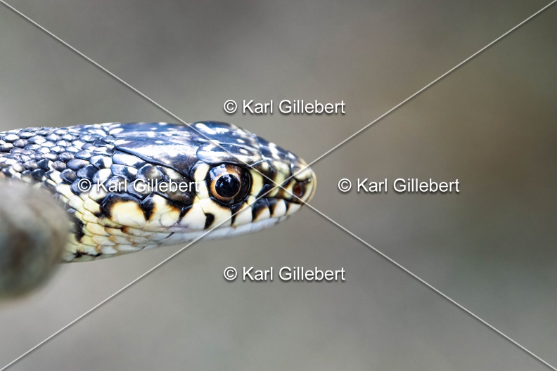 Karl-Gillebert-Couleuvre-verte et jaune-Hierophis-viridiflavus-7159-DeNoiseAI-clear.jpg