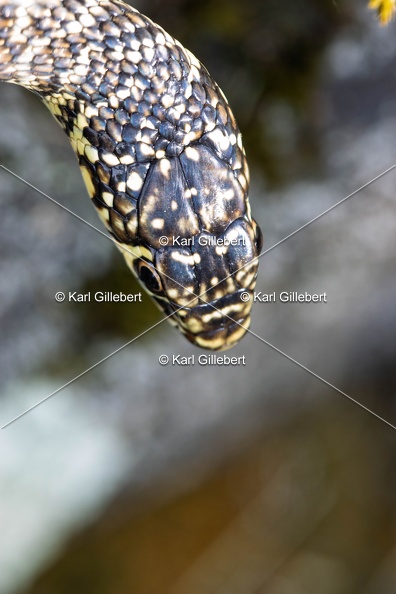 Karl-Gillebert-Couleuvre-verte et jaune-Hierophis-viridiflavus-7168-DeNoiseAI-clear.jpg