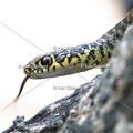 Karl-Gillebert-Couleuvre-verte et jaune-Hierophis-viridiflavus-7170-DeNoiseAI-clear