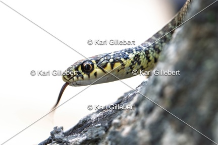 Karl-Gillebert-Couleuvre-verte et jaune-Hierophis-viridiflavus-7170-DeNoiseAI-clear