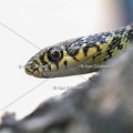 Karl-Gillebert-Couleuvre-verte et jaune-Hierophis-viridiflavus-7174-DeNoiseAI-clear