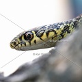 Karl-Gillebert-Couleuvre-verte et jaune-Hierophis-viridiflavus-7176-DeNoiseAI-clear