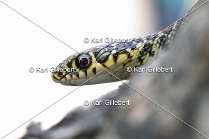 Karl-Gillebert-Couleuvre-verte et jaune-Hierophis-viridiflavus-7176-DeNoiseAI-clear