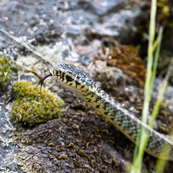Reptiles