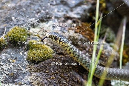 Karl-Gillebert-Couleuvre-verte et jaune-Hierophis-viridiflavus-7185-DeNoiseAI-clear