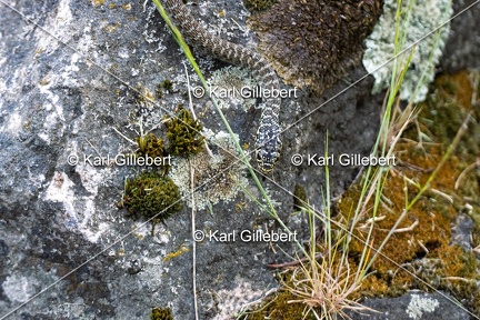 Karl-Gillebert-Couleuvre-verte et jaune-Hierophis-viridiflavus-7202-DeNoiseAI-clear