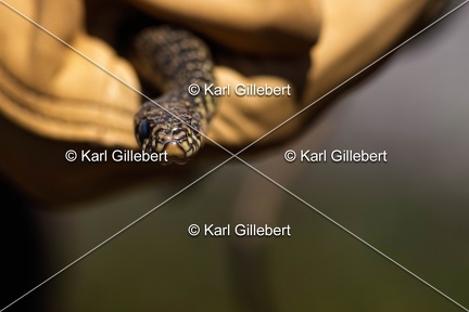 Karl-Gillebert-Couleuvre-verte et jaune-Hierophis-viridiflavus-7695-DeNoiseAI-clear