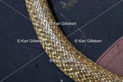 Karl-Gillebert-Couleuvre-verte et jaune-Hierophis-viridiflavus-6801-DeNoiseAI-clear