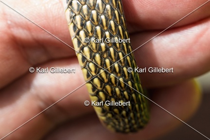 Karl-Gillebert-Couleuvre-verte et jaune-Hierophis-viridiflavus-6805-DeNoiseAI-clear
