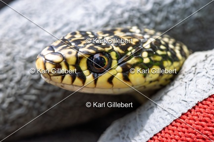 Karl-Gillebert-Couleuvre-verte et jaune-Hierophis-viridiflavus-6823-DeNoiseAI-clear