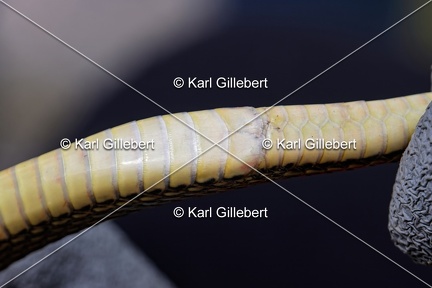 Karl-Gillebert-Couleuvre-verte et jaune-Hierophis-viridiflavus-6846-DeNoiseAI-clear