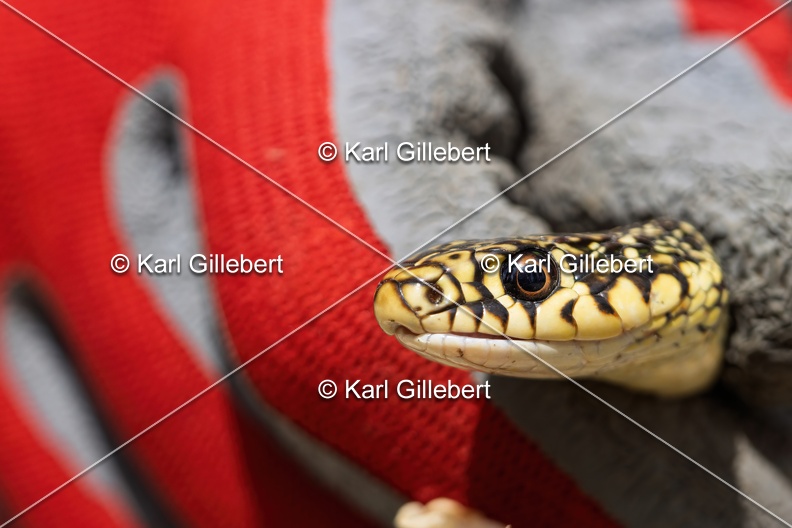 Karl-Gillebert-Couleuvre-verte et jaune-Hierophis-viridiflavus-6886-DeNoiseAI-clear.jpg