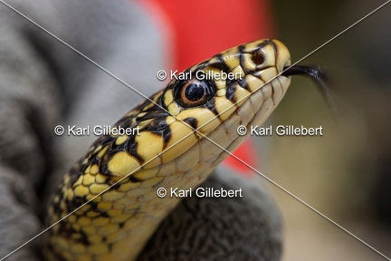 Karl-Gillebert-Couleuvre-verte et jaune-Hierophis-viridiflavus-6914-DeNoiseAI-clear