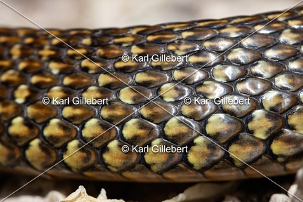Karl-Gillebert-Couleuvre-verte et jaune-Hierophis-viridiflavus-6926-DeNoiseAI-clear