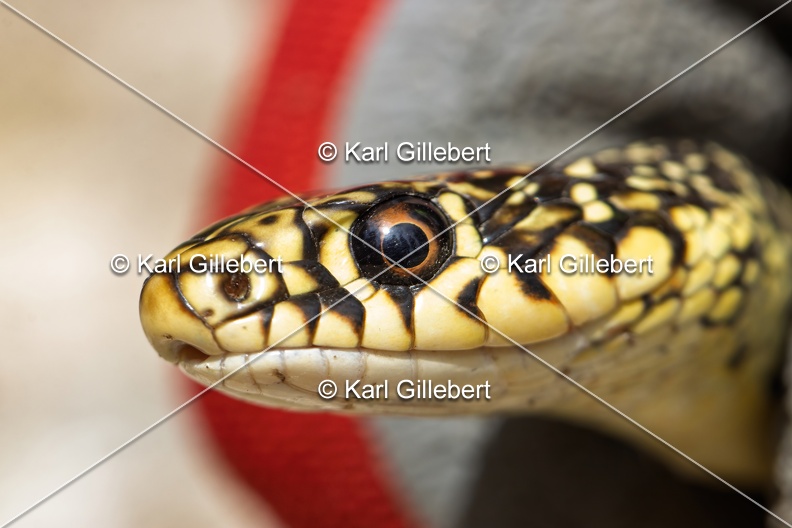 Karl-Gillebert-Couleuvre-verte et jaune-Hierophis-viridiflavus-6931-DeNoiseAI-clear.jpg