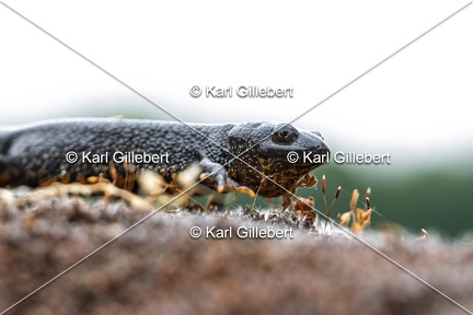 Karl-Gillebert-triton-crete-Triturus-cristatus-6292-DeNoiseAI-clear