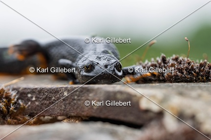 Karl-Gillebert-triton-crete-Triturus-cristatus-6301-DeNoiseAI-clear