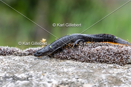 Karl-Gillebert-triton-crete-Triturus-cristatus-6316-DeNoiseAI-clear