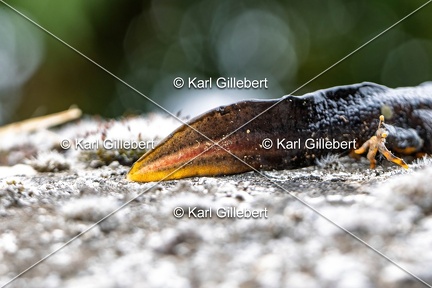 Karl-Gillebert-triton-crete-Triturus-cristatus-6334-DeNoiseAI-clear