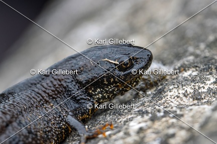 Karl-Gillebert-triton-crete-Triturus-cristatus-6346-DeNoiseAI-clear