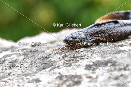 Karl-Gillebert-triton-crete-Triturus-cristatus-6358-DeNoiseAI-clear