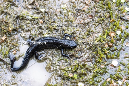 Karl-Gillebert-triton-crete-Triturus-cristatus-6416-DeNoiseAI-clear