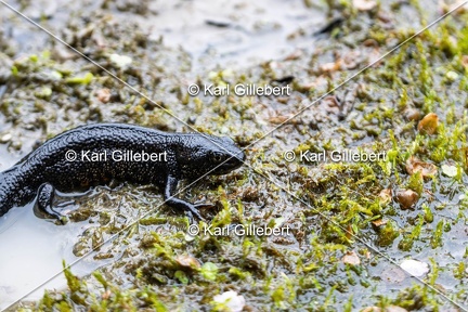 Karl-Gillebert-triton-crete-Triturus-cristatus-6423-DeNoiseAI-clear