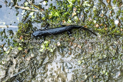 Karl-Gillebert-triton-crete-Triturus-cristatus-6428-DeNoiseAI-clear