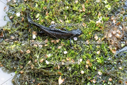 Karl-Gillebert-triton-crete-Triturus-cristatus-6443-DeNoiseAI-clear