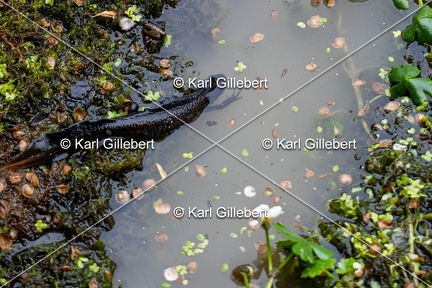 Karl-Gillebert-triton-crete-Triturus-cristatus-6459-DeNoiseAI-clear