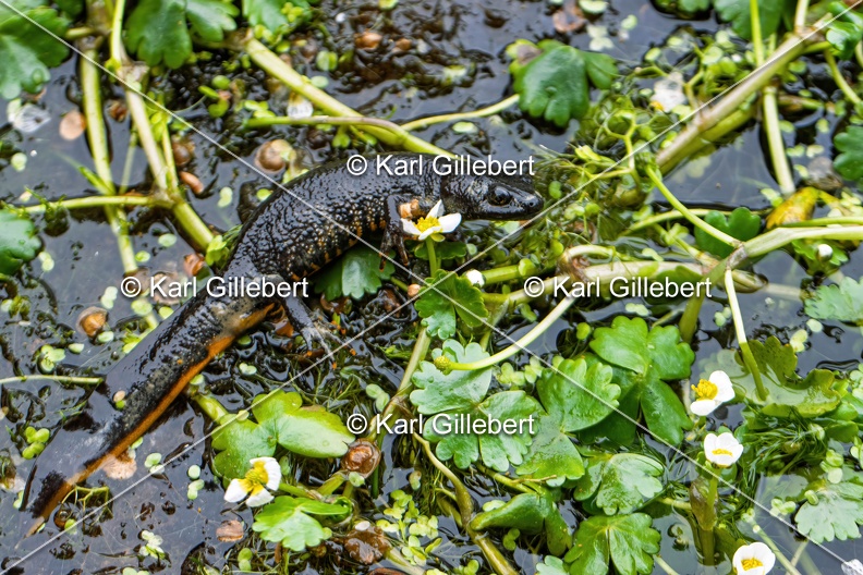 Karl-Gillebert-triton-crete-Triturus-cristatus-6506-DeNoiseAI-clear.jpg