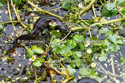 Karl-Gillebert-triton-crete-Triturus-cristatus-6511-DeNoiseAI-clear