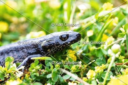 Karl-Gillebert-triton-crete-Triturus-cristatus-6158-DeNoiseAI-clear