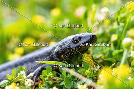 Karl-Gillebert-triton-crete-Triturus-cristatus-6162-DeNoiseAI-clear